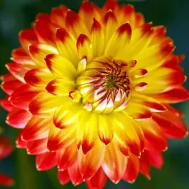 dalia-dekoracyjna-procyon-1-szt-karpa-sadzonka-sadzonki