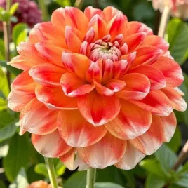 dalia-dekoracyjna-hapet-harmony-1-szt-karpa-sadzonka-sadzonki