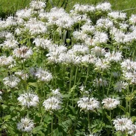monarda-pysznoglowka-schneewittchen-1-szt-bylina-sadzonka-sadzonki