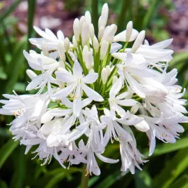 agapanthus-agapant-afrykanski-bialy-1-szt-bylina-sadzonka-sadzonki