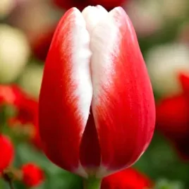 tulipan-triumph-timeless-5-szt-tulipany-cebulki-cebule-tulipanow