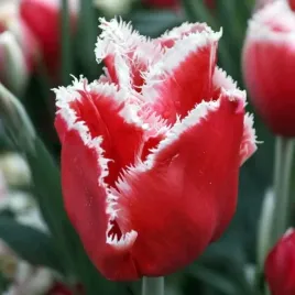 tulipan-strzepiasty-new-santa-5-szt-tulipany-cebulki-cebule-tulipanow