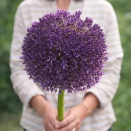 allium-czosnek-purple-suze-1-szt