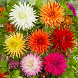 dalia-kaktusowa-mieszanka-mix-5-szt-karpa-sadzonka-sadzonki