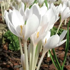 colchicum-zimowit-jesienny-album-1-szt-cebulki-cebule-kwiaty