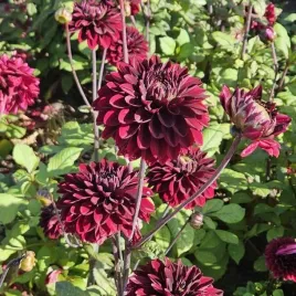 dalia-kaktusowa-black-surprise-1-szt-karpa-sadzonka-sadzonki