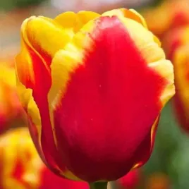 tulipan-triumph-denmark-5-szt-tulipany-cebulki-cebule-tulipanow