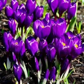 krokus-wiosenny-fioletowy-xxl-10-szt-8-9-cebulki-cebule-kwiaty