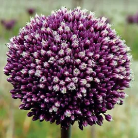 allium-czosnek-polski-summer-drummer-1-szt-12-14-cebule-cebulki