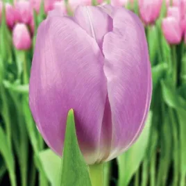 tulipan-triumph-argos-5-szt-tulipany-cebulki-cebule-tulipanow