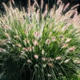 pennisetum-trawa-rozplenica-hameln-1-szt-doniczka-c2