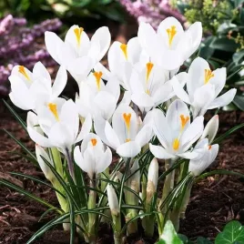 krokus-wiosenny-bialy-xxl-10-szt-8-9-cebulki-cebule-kwiaty