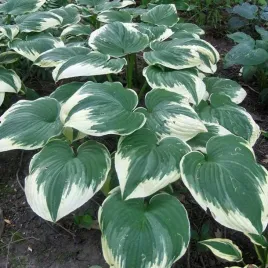 hosta-funkia-robert-frost-1-szt-sadzonka-sadzonki