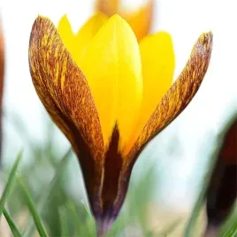 krokus-botaniczny-korolkowii-10-szt-cebulki-cebule-kwiaty