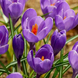 krokus-wiosenny-aqua-10-szt-cebulki-cebule-kwiaty