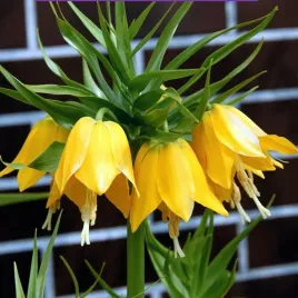 fritillaria-korona-szachownica-lutea-1-szt-cebulki-cebule-kwiaty