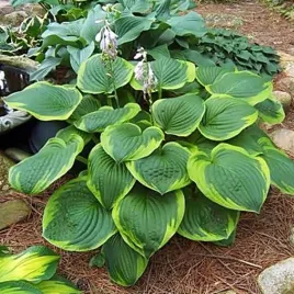 hosta-funkia-abiqua-moonbeam-1-szt-sadzonka-sadzonki
