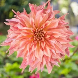 dalia-talerzowa-penhill-watermelon-1-szt-karpa-sadzonka-sadzonki