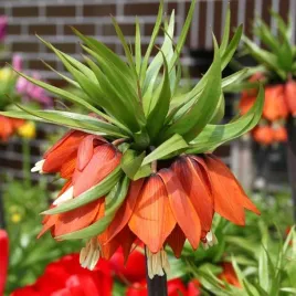 fritillaria-korona-szachownica-polska-aurora-1-szt-20-22-cebule-cebulki
