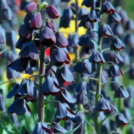 fritillaria-korona-szachownica-perska-1-szt