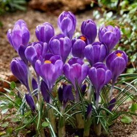 krokus-wiosenny-blue-ocean-10-szt-cebulki-cebule-kwiaty