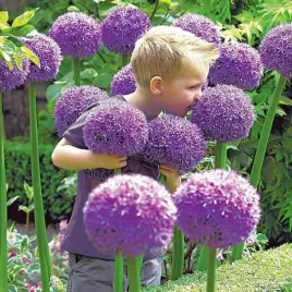 allium-czosnek-globemaster-1-szt-20-22-cebulki-cebule-kwiaty