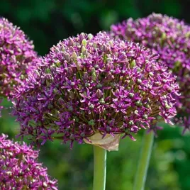 allium-czosnek-polski-magic-1-szt-12-14-cebule-cebulki-od-producenta
