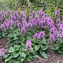 stachys-czysciec-lekarski-ukkie-1-szt-doniczka-p9