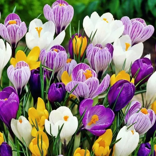 Krokus wiosenny mieszanka mix 100 szt. cebulki cebule kwiaty
