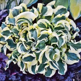 hosta-funkia-mini-skirt-mysie-uszka-1-szt-bylina-sadzonka-sadzonki