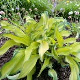 hosta-funkia-ripple-effect-1-szt