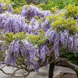 wisteria-glicynia-sinensis-1-szt-donickza-p9