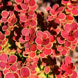 berberys-thunbergii-orange-sunrise-1-szt-doniczka-p9