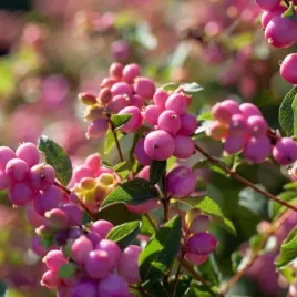 snieguliczka-doorenbosa-magic-berry-1-szt-p9