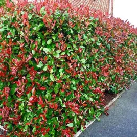 photinia-fraseri-glogownik-red-robin-1-szt-doniczka-p9