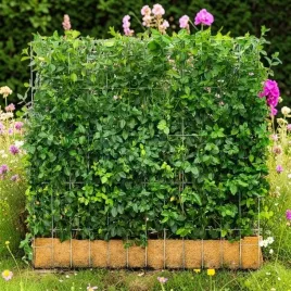 euonymus-trzmielina-dart-s-blanket-1-szt-doniczka-p9