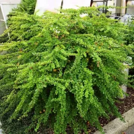 berberys-thunberga-green-carpet-1-szt-doniczka-c15