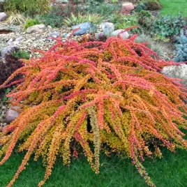 berberys-thunbergii-orange-carpet-1-szt-p9