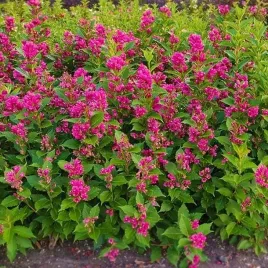 krzewuszka-weigela-big-love-1-szt-doniczka-p9