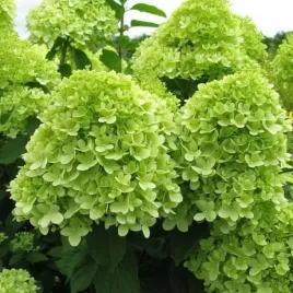 hortensja-bukietowa-mojito-1-szt-doniczka-p9