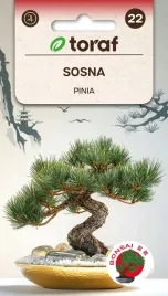 sosna-pinia-10-szt-t