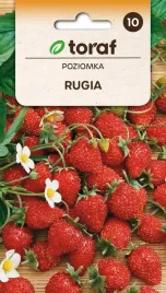 poziomka-rugia-02g-t