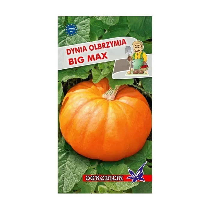 dynia-olbrzymia-big-max-3g-o