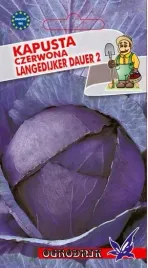 kapusta-czerwona-langendijker-dauer-2g-o