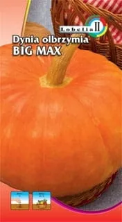 dynia-big-max-2g-l
