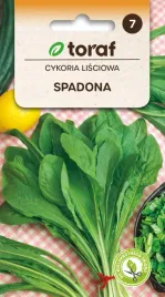 cykoria-lisciowa-spadona-5g-t