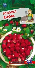 poziomka-rugia-nasiona-02g-o