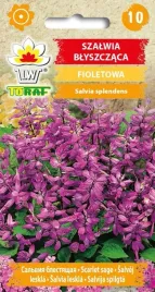 szalwia-blyszczaca-fioletowa-10-szt-t