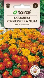 aksamitka-rozpierzchla-brocade-1g-t