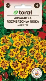 aksamitka-rozpierzchla-marietta-1g-t